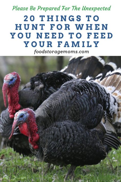 20 Things to Hunt for When You Need to Feed Your Family
