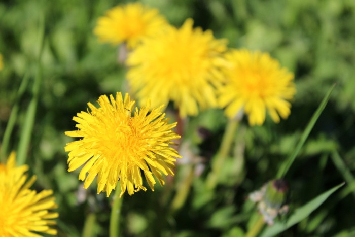 Blooming Dandelions In Meadow