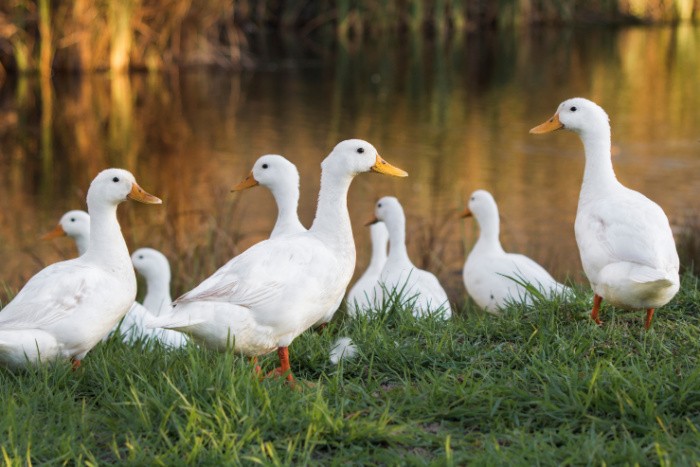 Ducks Pekin or White Pekin Ducks