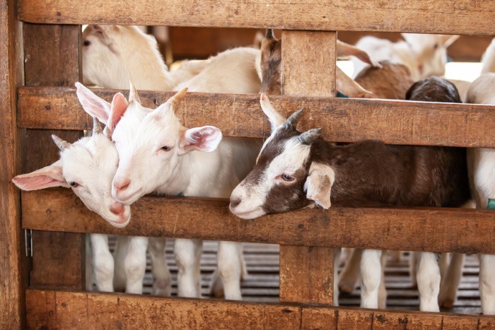 Goats Lovely White Kid Goats