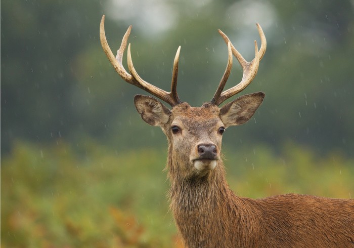 Red Male Deer In Field