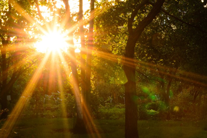 Sunshine Sunbeams in the Forest