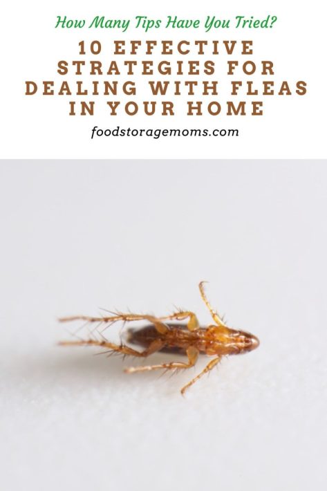 10 Effective Strategies for Dealing with Fleas in Your Home