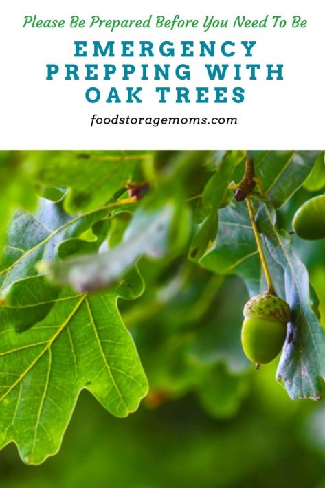 Emergency Prepping with Oak Trees