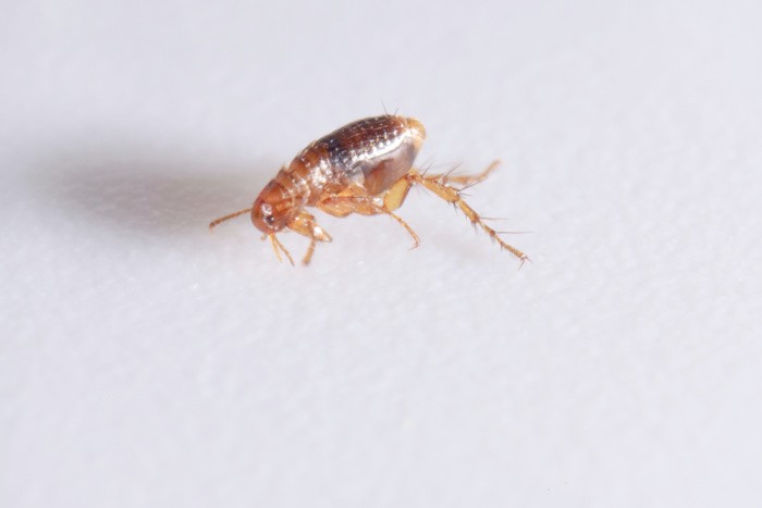 10 Effective Strategies for Dealing with Fleas in Your Home