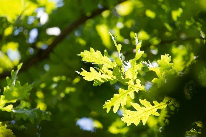 Oak Tree With Green Leaves