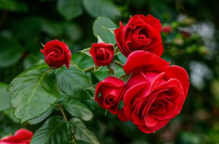 Red Roses In Natural Habitat