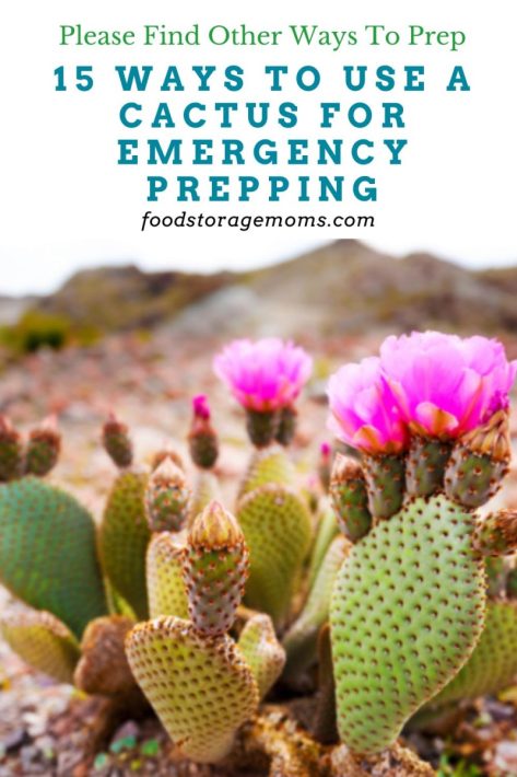 15 Ways to Use a Cactus for Emergency Prepping