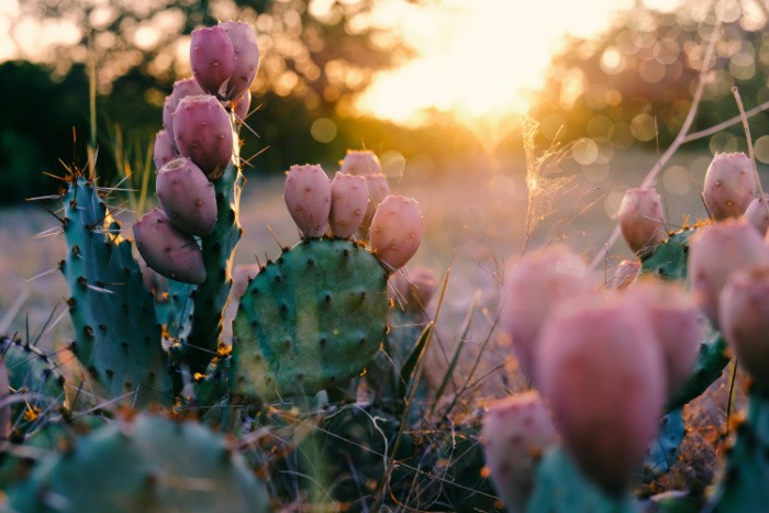Cactus In Bloom In Texas Summer