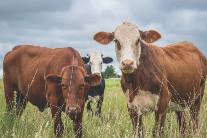 Cows In The Field