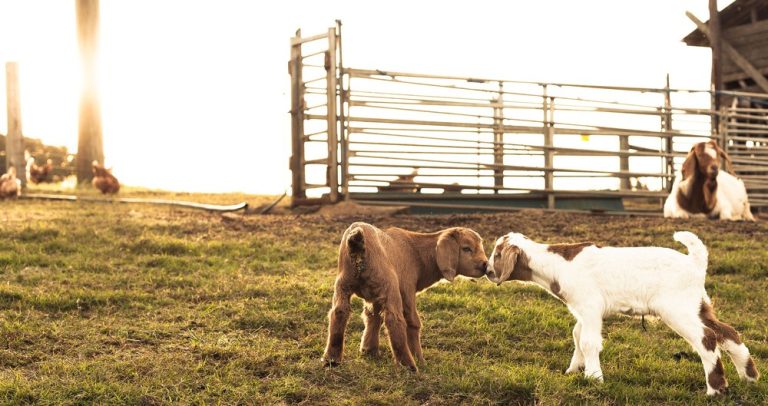 Why Living on a Farm is Still a Great Idea