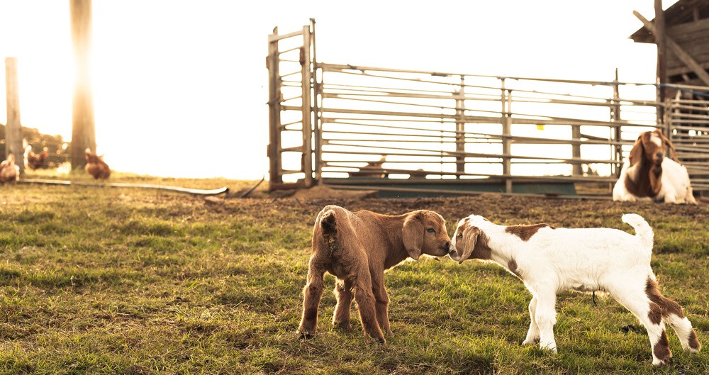 Goats Kissing Each Other