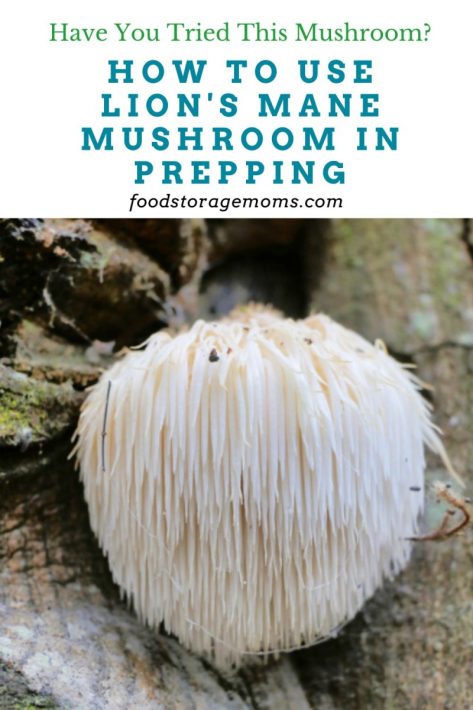 How to Use Lion's Mane Mushroom in Prepping