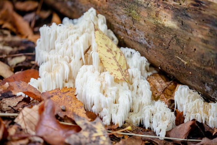 How to Use Lion’s Mane Mushroom in Prepping