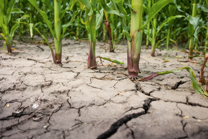 Drought with Dehydrated Soil With Corn