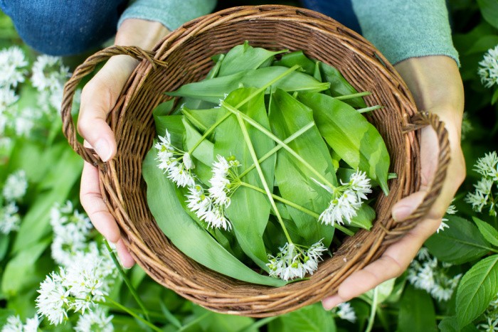 Foraging Wild Garlic In A Basket