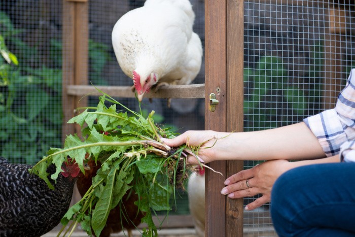 20 Reasons to Eat Free-Range Eggs