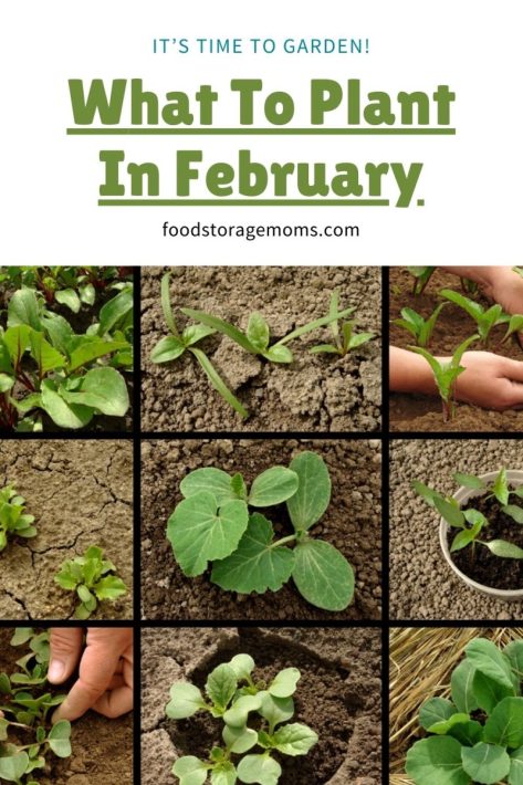 Garden Seedlings Starting To Sprout