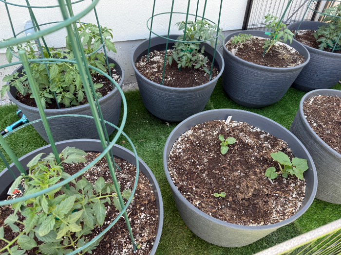 Garden In The Backyard 2026
