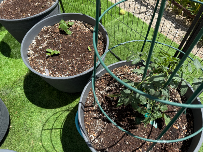 Garden Plants In 2026