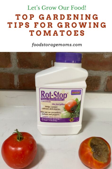 Top Gardening Tips for Growing Tomatoes