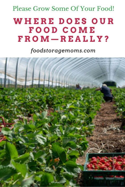 Strawberries Growing in Field