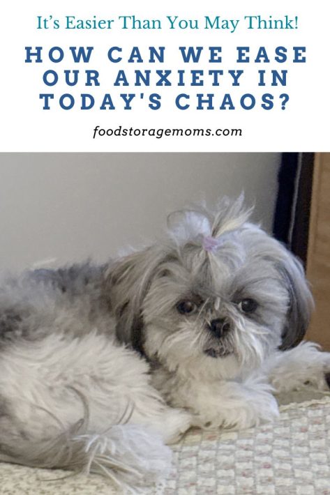 Stella on Bed ShihTzu Dog