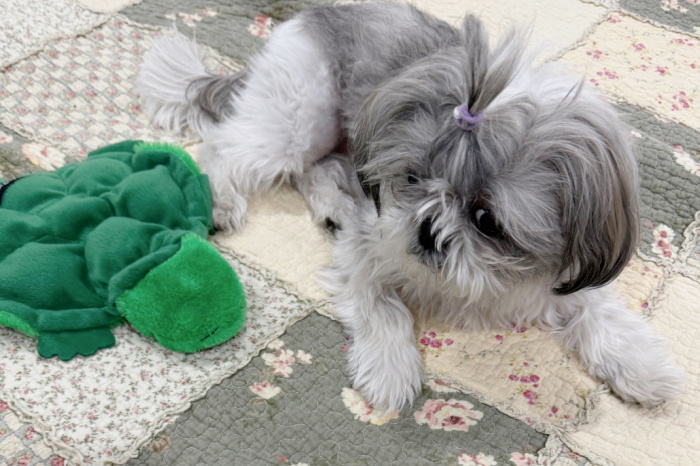 Stella On Bed With Green Toy