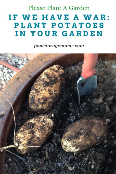 Digging Potatoes In a Pot
