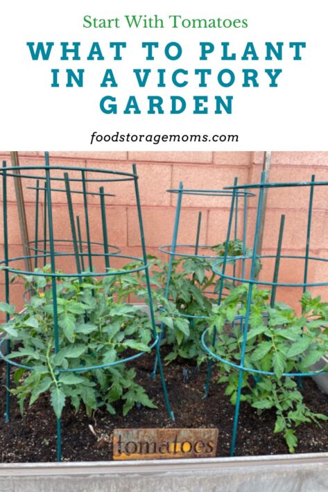 Tomatoes Growing In Raised Garden Beds With Tomato Cages