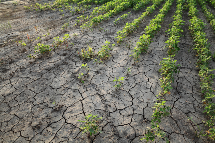 Drought Agricultural