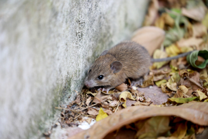 Rats Contagious Diseases
