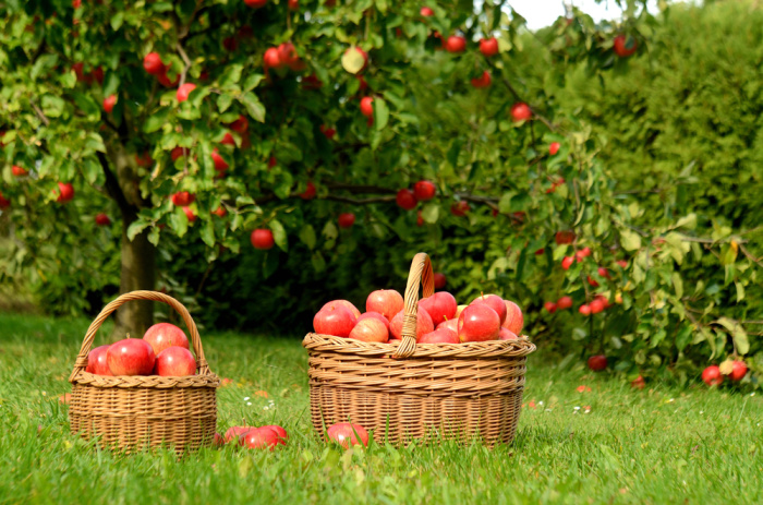 Red Apple Trees With Wicker Baskets