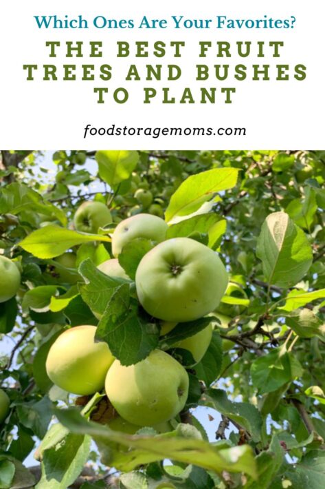 The Best Fruit Trees And Bushes To Plant