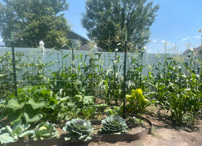 Corn Growing At Rebekahs