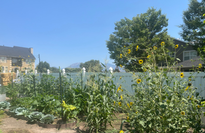 Corn and Sun Flowers at Rebekahs