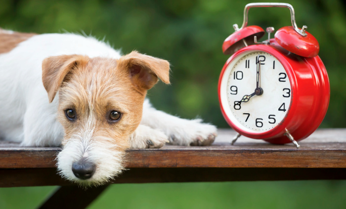 Daylight Savings Time Banner