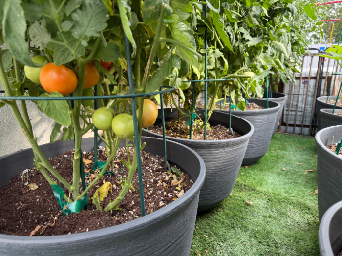 Tomatoes Cut At The Bottom