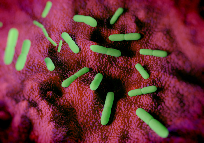 Yersinia Pestis Bacteria